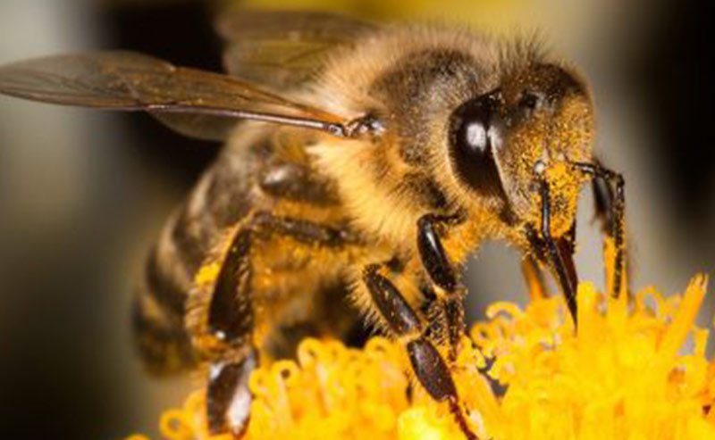 Opus in Conversation: Bees in the city