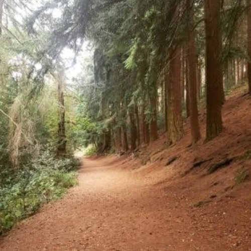 Lickey Hills Centenary Arboretum