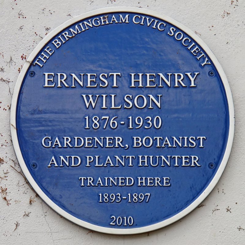 Ernest Henry Wilson Blue Plaque "1876 - 1930 Gardener, botanist and plant hunter. Trained here 1893 to 1897."